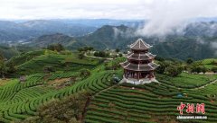 广西三江：云雾茶山入画来